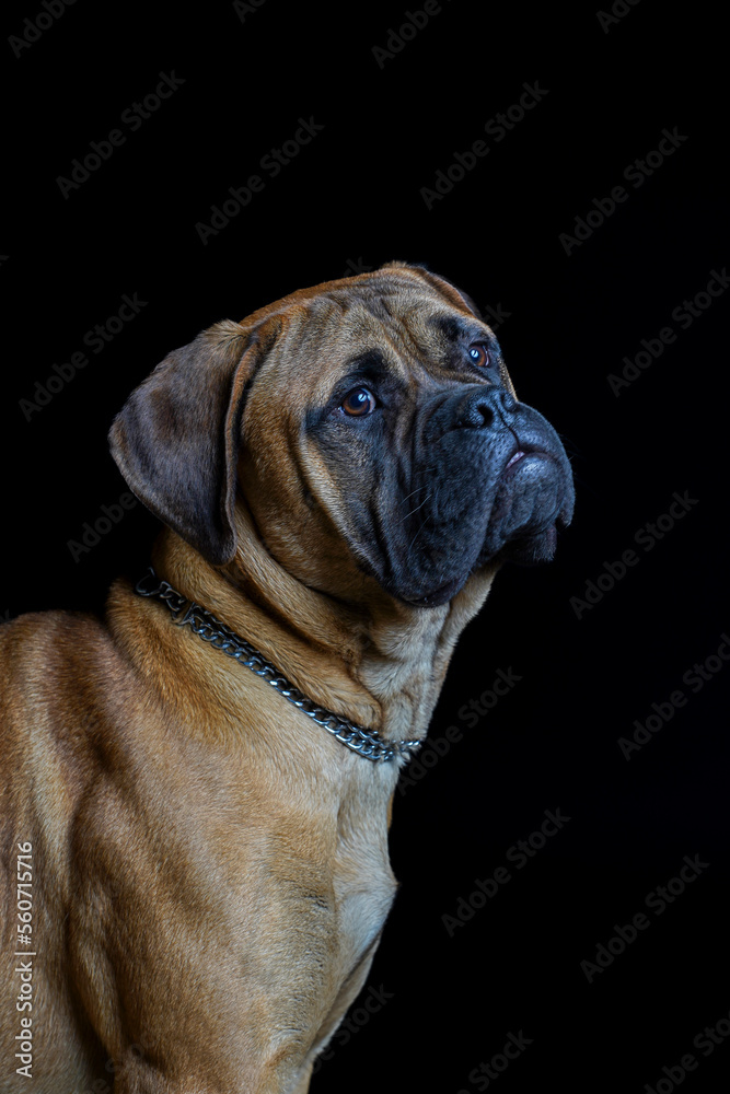 Bullmastiff dog in front of a black background in the studio. Bullmastiff dog in front of a black background in the studio.