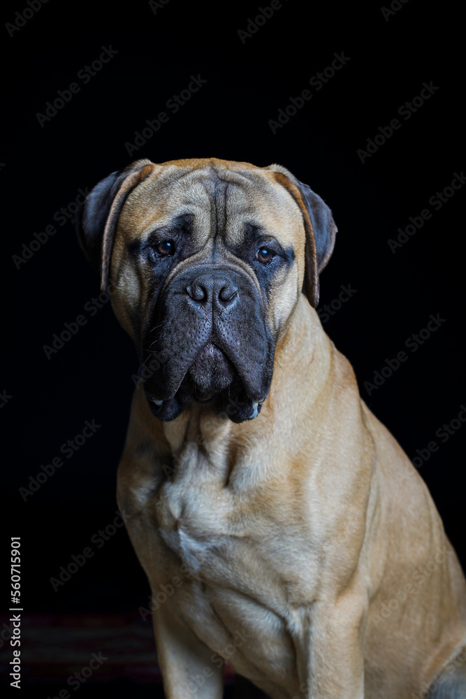 Bullmastiff dog in front of a black background in the studio.