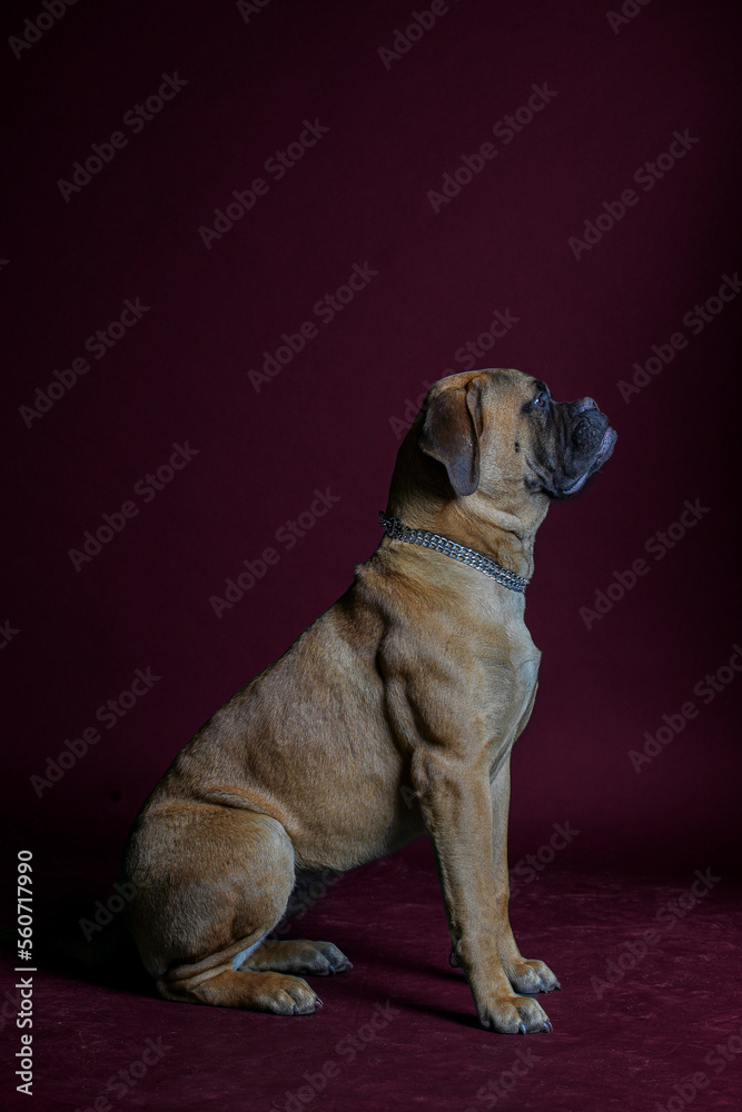 Bullmastiff dog in front of a red background in the studio. Bullmastiff dog in front of a red background in the studio.