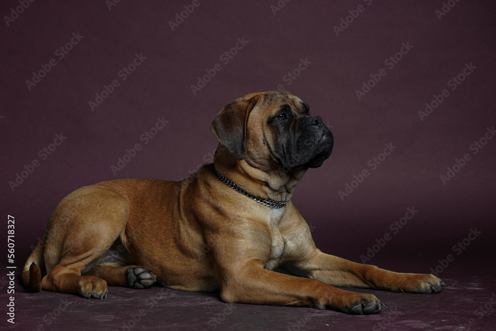 Bullmastiff dog in front of a red background in the studio.