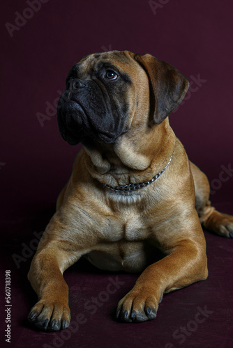 Bullmastiff dog in front of a red background in the studio. © Varga_photography