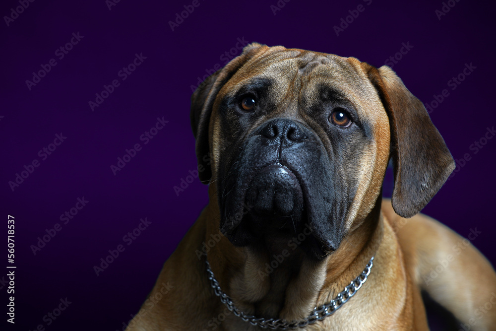 Bullmastiff dog purple in front of a blue background in the studio.