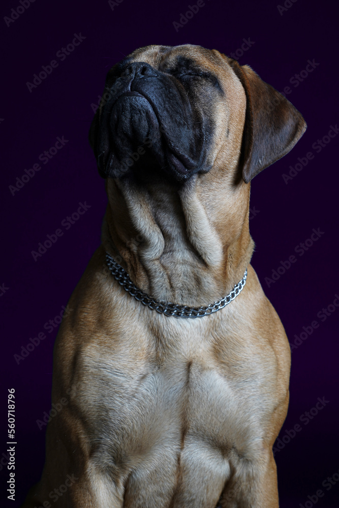 Bullmastiff dog purple in front of a blue background in the studio. Bullmastiff dog purple in front of a blue background in the studio.