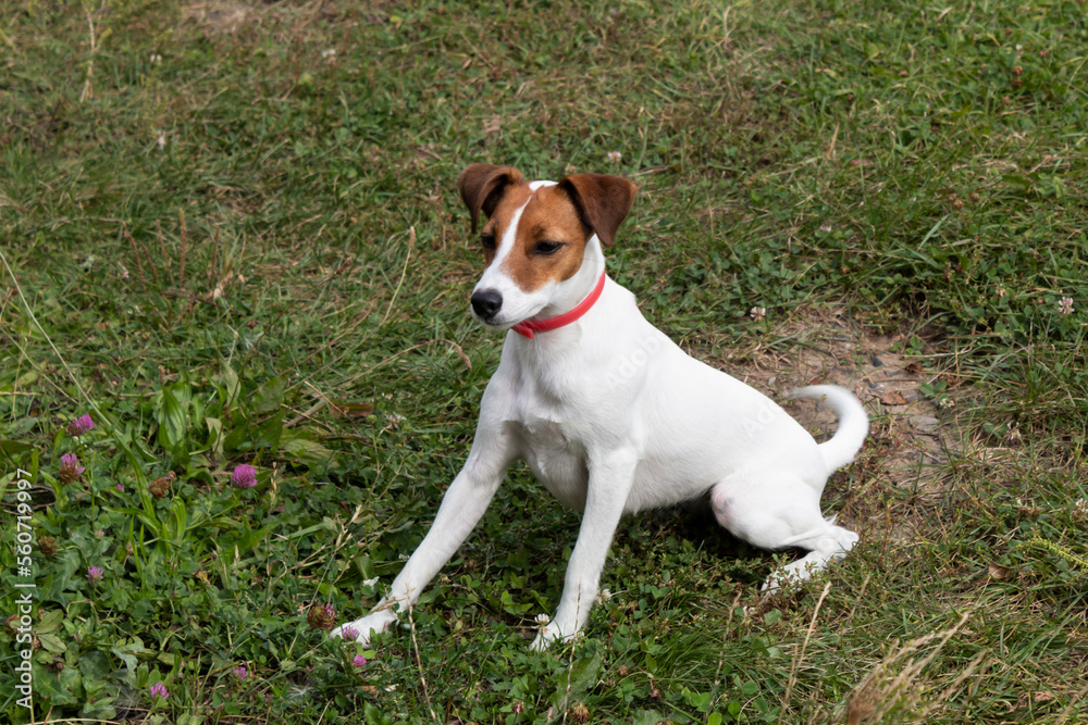 Jack Russell Terrier dog sits on a green lawn.
