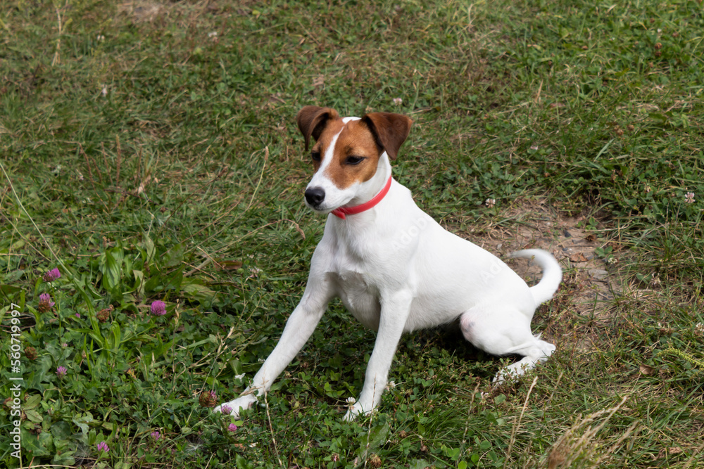 Jack Russell Terrier dog sits on a green lawn. Jack Russell Terrier dog sits on a green lawn.