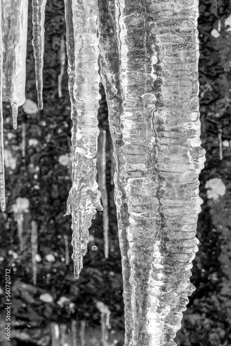 icy needles in the forest