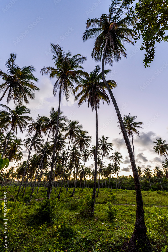 Scenery with coconut palm trees, Morro de Sao Paulo, Bahia, Brazil Scenery with coconut palm trees, Morro de Sao Paulo, Bahia, Brazil