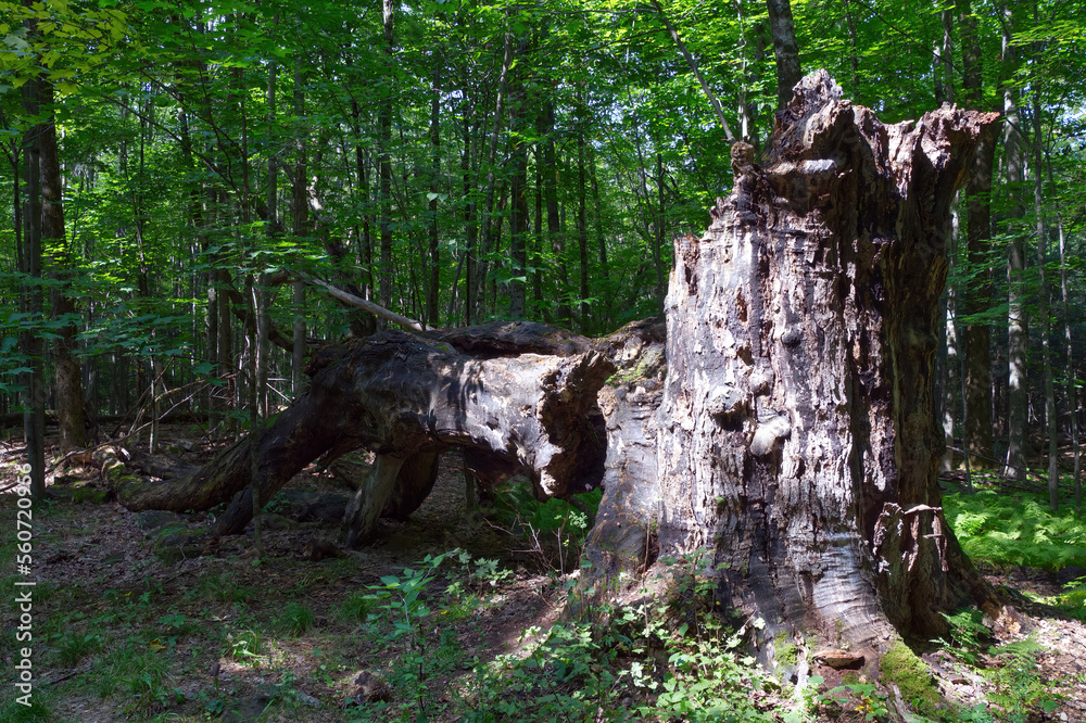 tree trunk  in the forest