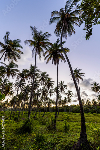 Wallpaper Mural Scenery with coconut palm trees, Morro de Sao Paulo, Bahia, Brazil Torontodigital.ca