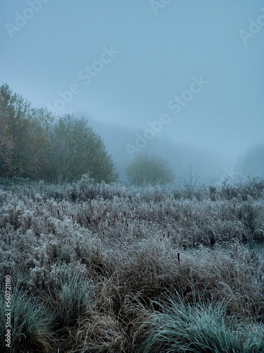 Winter’s arrival in the UK - lake side rushes and reeds hushed as the cold snap and mist turns the familiar landscape into an ethereal, liminal space.