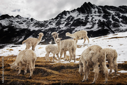 Alpaca, herded by the traditional Q'eros people, search for food below melting snow. photo