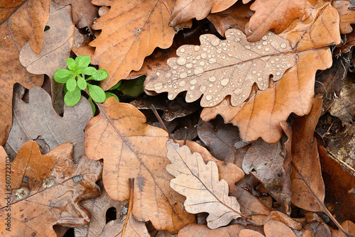 Morning dew on an oak leaves lying on the ground with small green plant