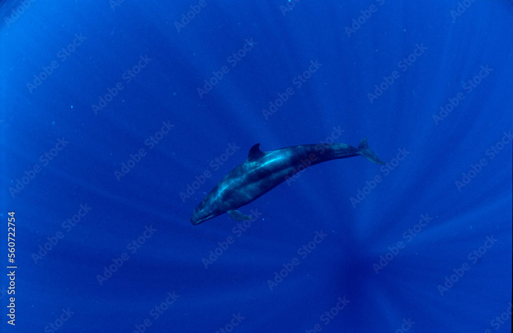 False Killer Whale, Pseudorca crassidens, Papua New Guinea, Pacific ocean False Killer Whale, Pseudorca crassidens, Papua New Guinea, Pacific ocean