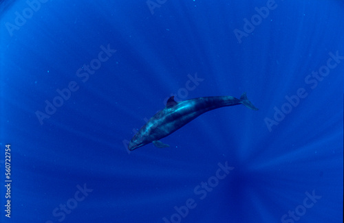 False Killer Whale, Pseudorca crassidens, Papua New Guinea, Pacific ocean photo