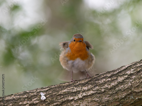 Robin Perched on a Branch © Stephan Morris 