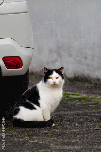 Quadro em tela Domesicated bicolor cat with yellow eyes, black and white fur, outdoor scene, fe