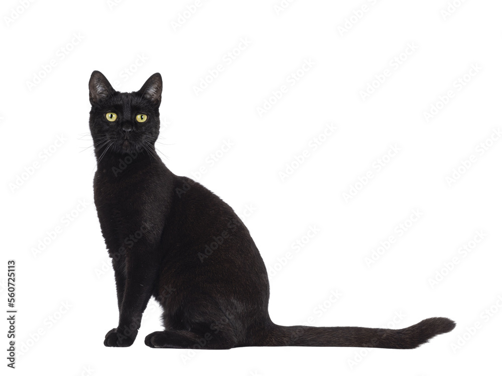 Black adult house cat, sititng up side ways. Looking straight to camera. Isolated cutout on a transparent background.