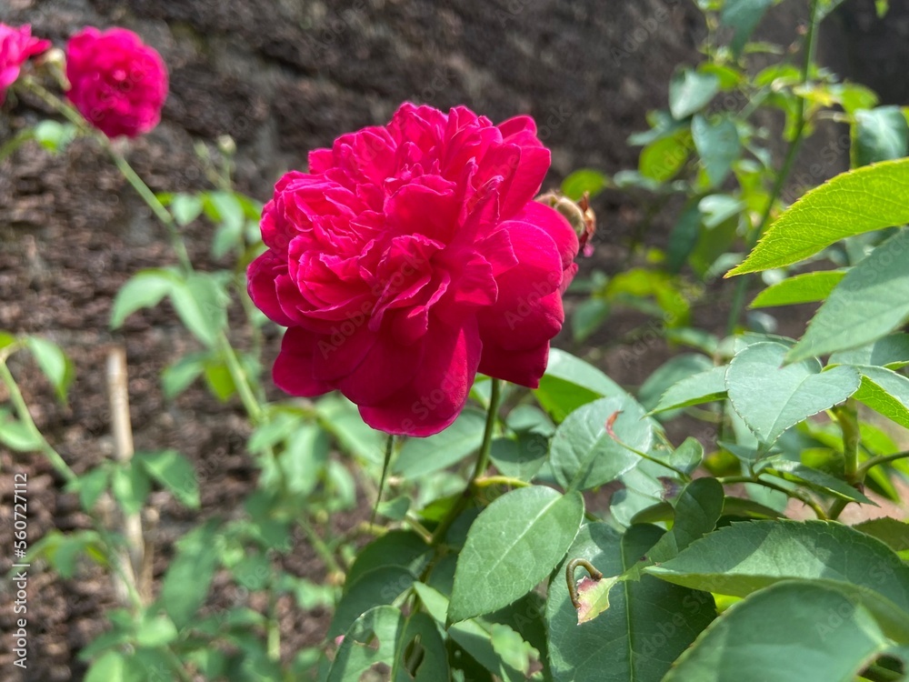 Rose flower pic