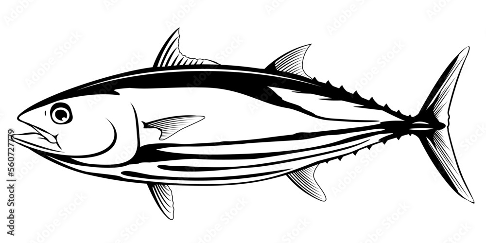 Skipjack tuna fish in side view in black and white color, isolated
