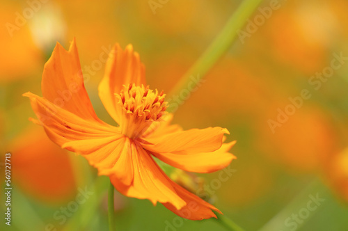 yellow Cosmos Sulfureus flower with blurred background