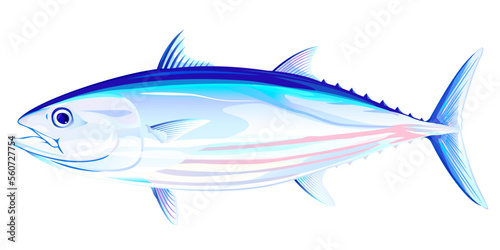 Skipjack tuna fish in side view, realistic sea fish illustration on white background