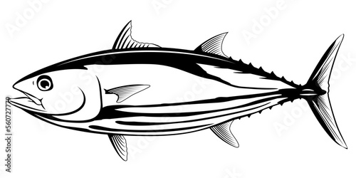 Skipjack tuna fish in side view in black and white color, isolated