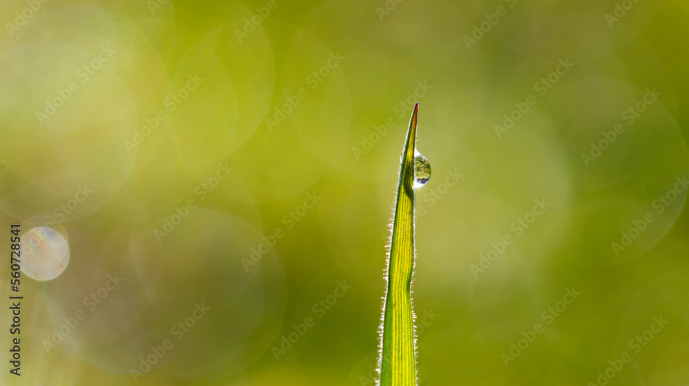 leaf with drops of water,photo of rain drops falling from a leaf. leaf with drops of water,photo of rain drops falling from a leaf.