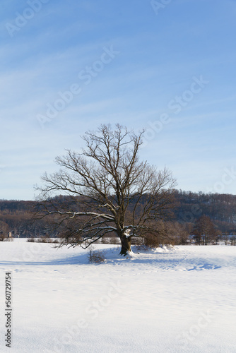 Wallpaper Mural Ein Baum im Winter Torontodigital.ca
