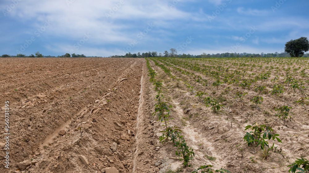 Rows of soil before planting and Rows of young cassava plant in countryside farmland . Baby cassava or manioc plant farm pattern in a plowed field prepared. Rows of soil before planting and Rows of young cassava plant in countryside farmland . Baby cassava or manioc plant farm pattern in a plowed field prepared.