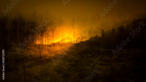 burning forest in the night