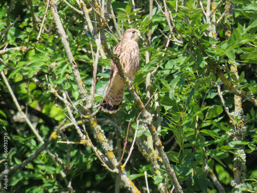 kestrel a bird of prey species belonging to the kestrel group of the falcon family perched in a tree kestrel a bird of prey species belonging to the kestrel group of the falcon family perched in a tree