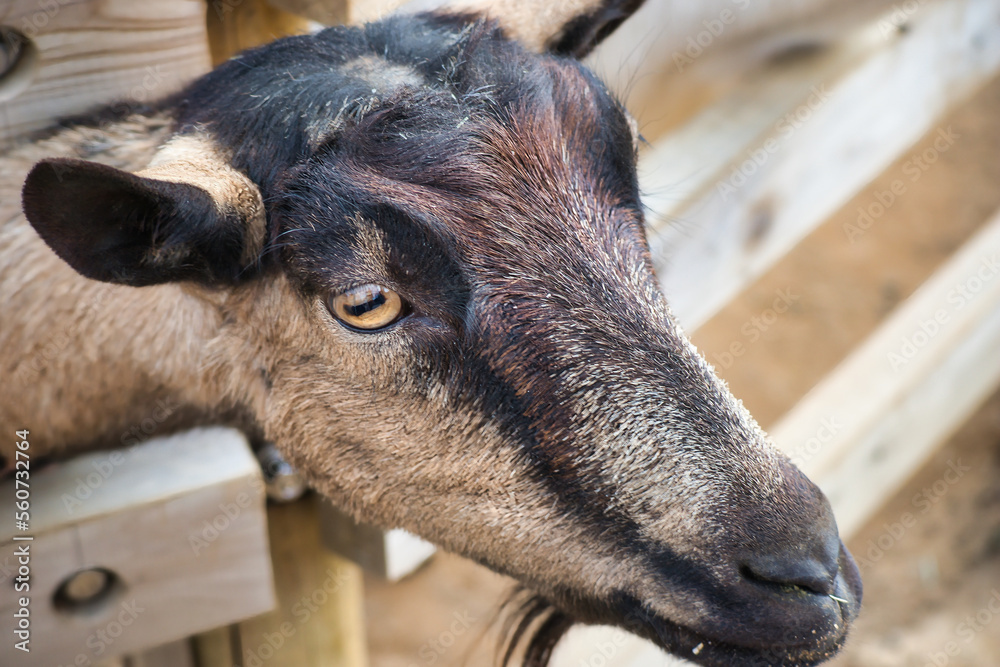 Fototapeta premium 牧場で飼われている可愛いヤギ