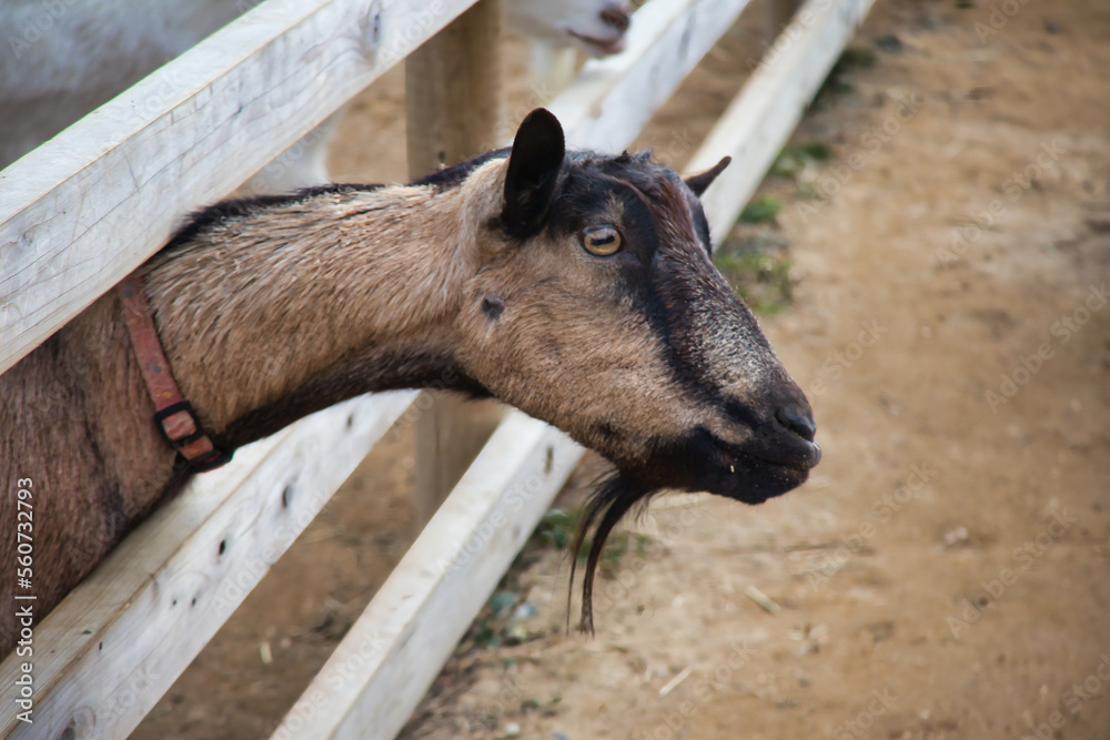 Fototapeta premium 牧場で飼われている可愛いヤギ