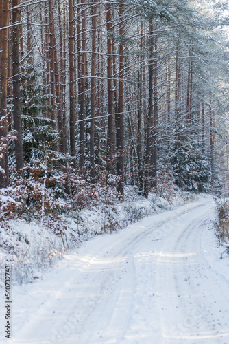snow covered road in pine forest