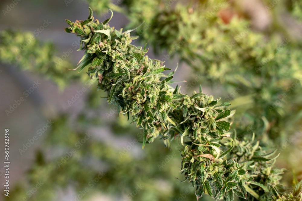 Close-up of marijuana in a greenhouse Close-up of marijuana in a greenhouse