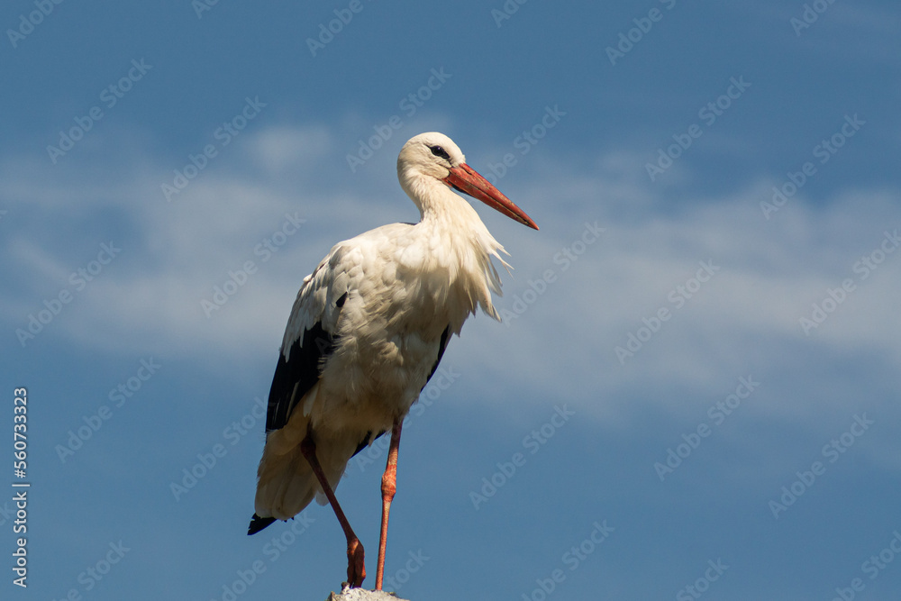 Fototapeta premium White stork on a pole against a clear blue sky