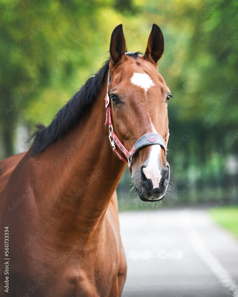 Obraz premium Bay KWPN horse with green background during summer with red and grey halter