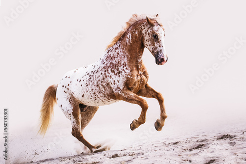 Appaloosa horse with spots cantering in the sand up the hill with off-white background 