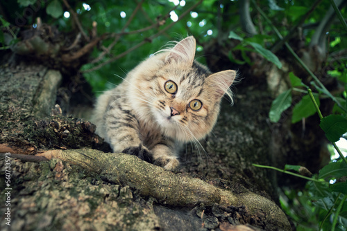 The cat climbed a tree and looks down