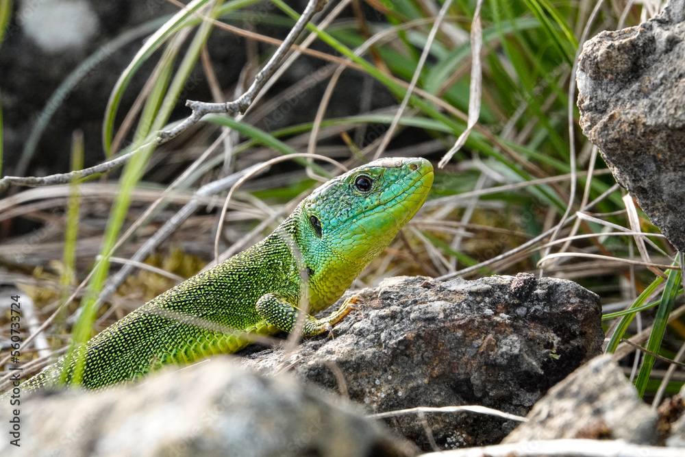 Westliche Smaragdeidechse (Lacerta, bilineata) Westliche Smaragdeidechse (Lacerta, bilineata)