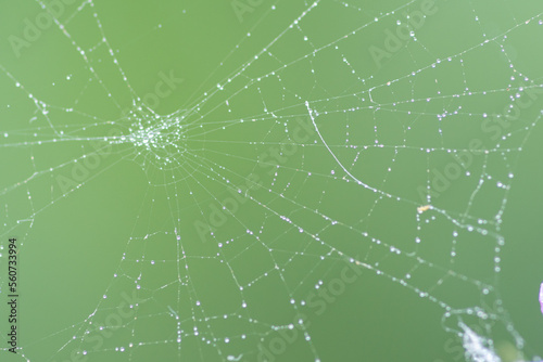 Spider web with water drops on green background