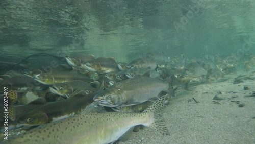 Salmon swimming upstream of a river. photo