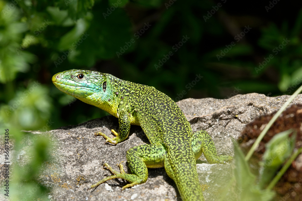 Westliche Smaragdeidechse (Lacerta, bilineata) Westliche Smaragdeidechse (Lacerta, bilineata)
