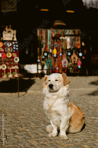dog on the turkish market