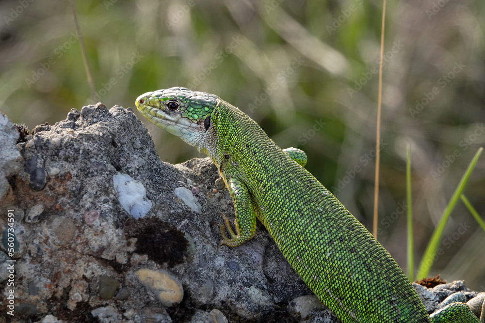 Westliche Smaragdeidechse, Lacerta bilineata