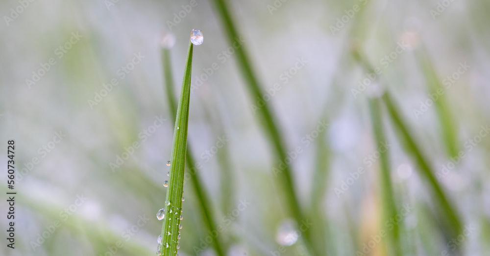 leaf with drops of water,photo of rain drops falling from a leaf. leaf with drops of water,photo of rain drops falling from a leaf.