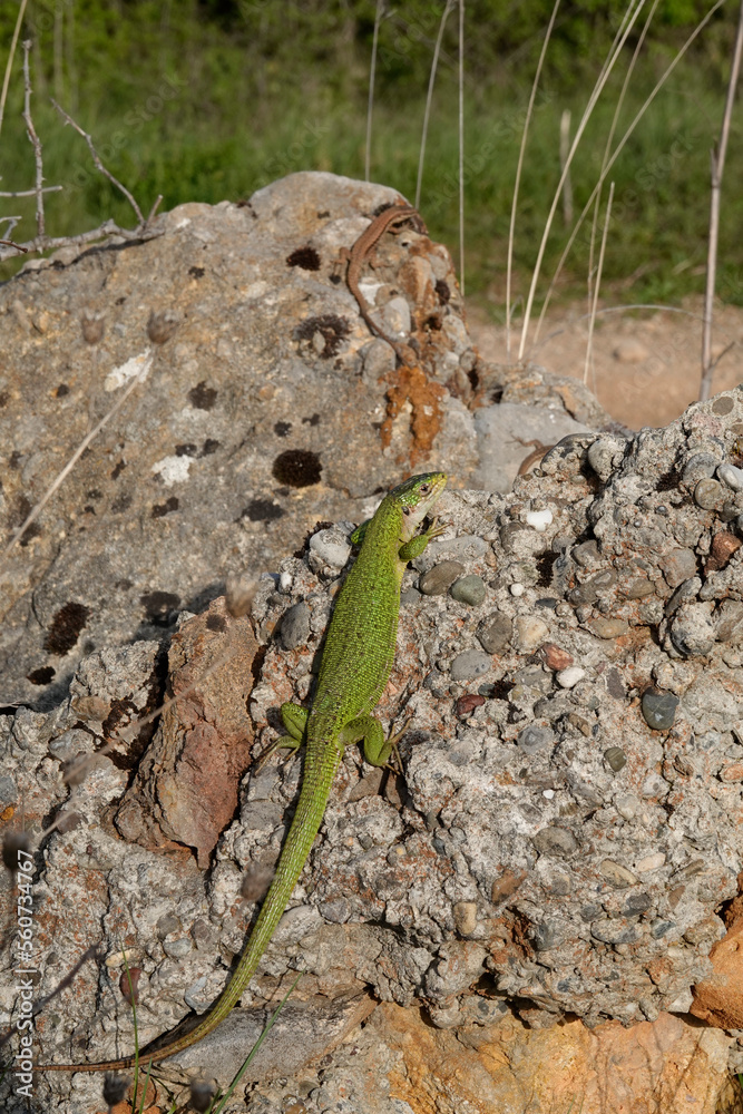 Fototapeta premium Westliche Smaragdeidechse,&nbsp;Lacerta bilineata