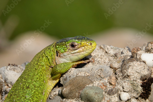 Westliche Smaragdeidechse   Lacerta bilineata