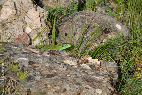 Westliche Smaragdeidechse, Lacerta bilineata photo