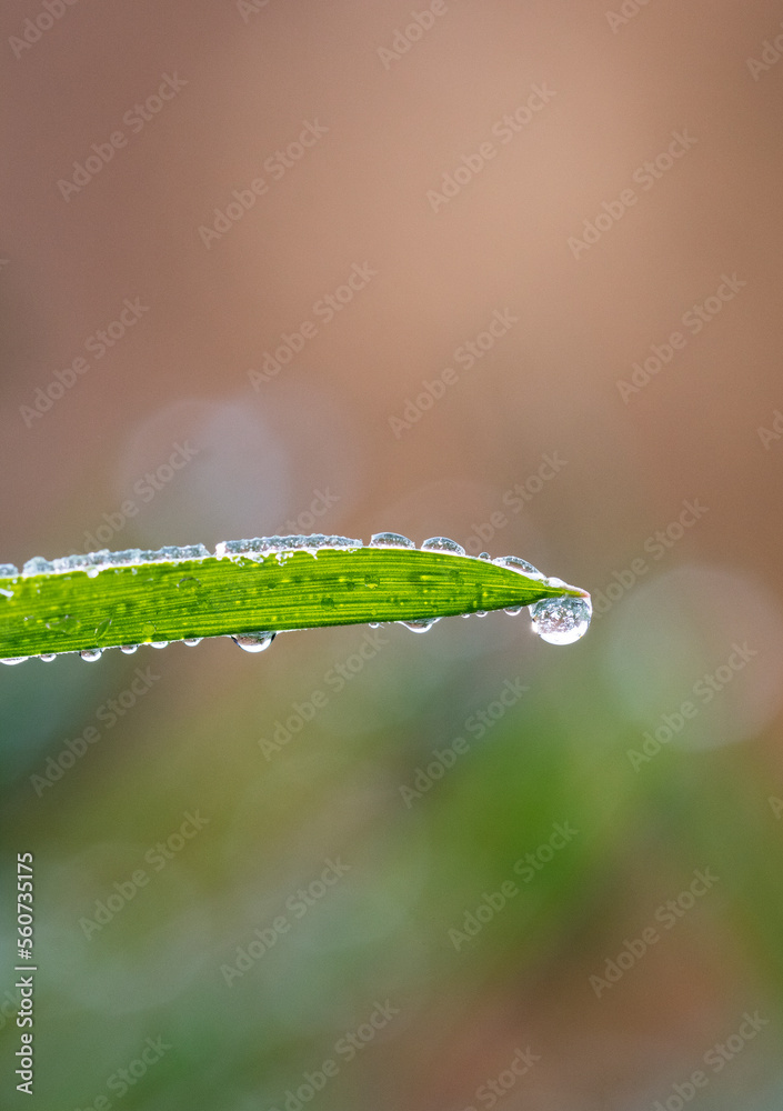 leaf with drops of water,photo of rain drops falling from a leaf. leaf with drops of water,photo of rain drops falling from a leaf.